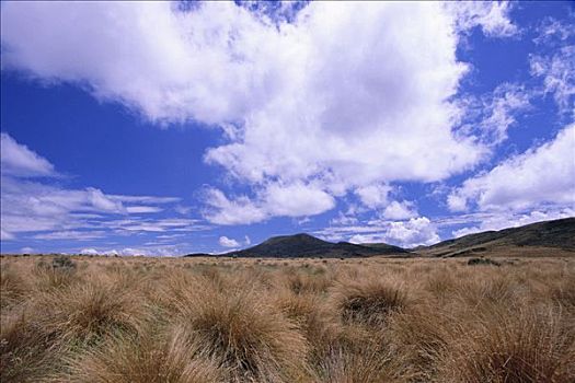 保护区,草丛,南岛,新西兰