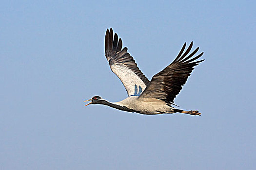 蓑羽鹤,飞,塔尔沙漠,拉贾斯坦邦,印度