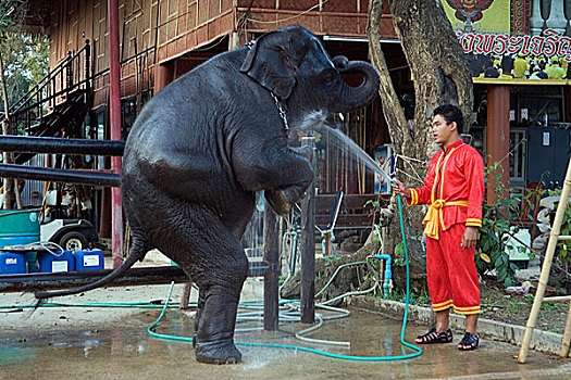 大象,泰国,一月,2007年