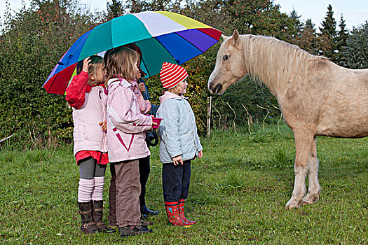 女孩,大,伞,看,马