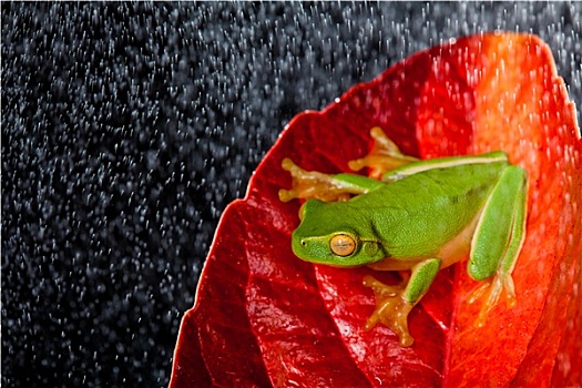 绿树蛙,坐,红叶,雨