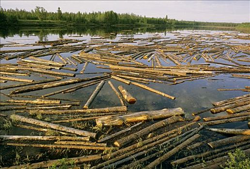 芬兰,筏子,木头,河