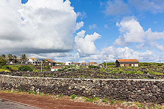 房子,地点,石墙,遮蔽,酿酒葡萄,岛屿,亚速尔群岛,葡萄牙