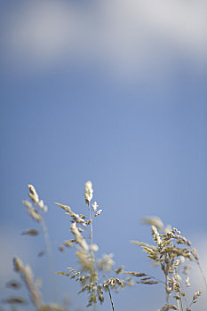 向上,杂草,蓝天,云