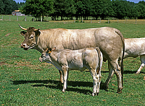 牛,法国人,母牛
