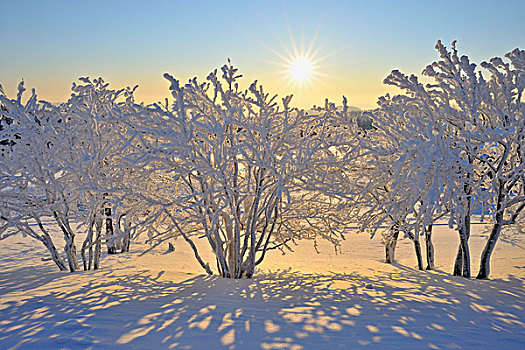 雪,遮盖,树,太阳,图林根州,德国