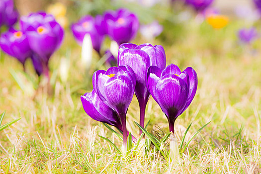 紫色,藏红花,花,春天