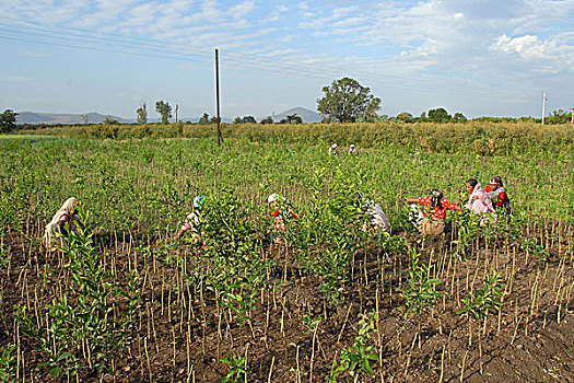 印度,女人,男人,工作,地点,风景,清洁,区域,橙色,种植园,背影,马哈拉施特拉邦,著名,橘子,一月,2007年