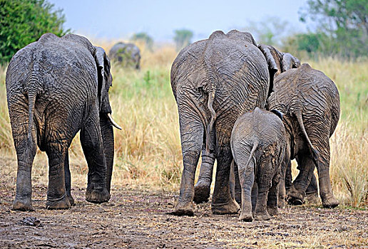 非洲,大象,后视图,马赛马拉,肯尼亚,东非