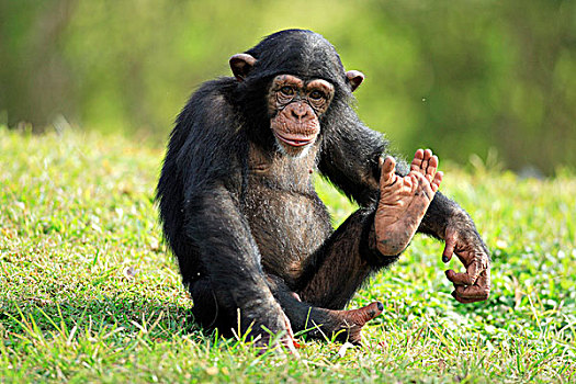 黑猩猩,年轻,坐,脚