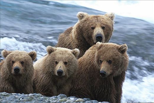 棕熊,河,阿拉斯加