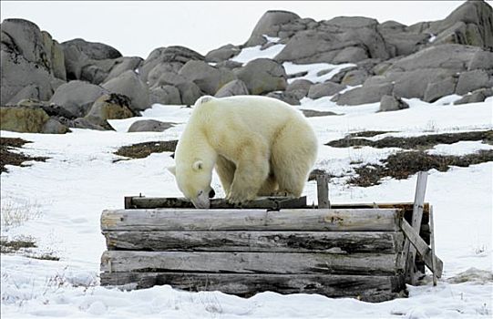 北极熊,成年,调查,熊,困境,加拿大