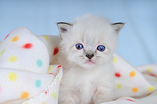 缅甸猫,小猫,斑点,毯子