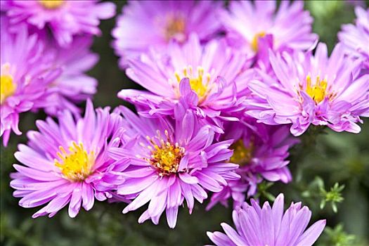 新英格兰,紫苑属,粉色,花