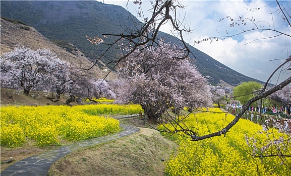 油菜花海桃花谷