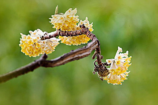 结香花