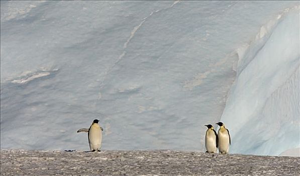 帝企鹅,三个,威德尔海,南极