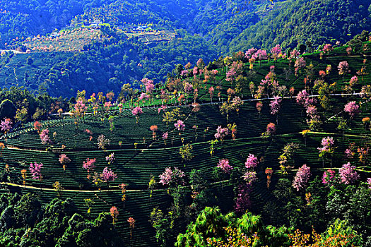 南涧无量山樱花谷