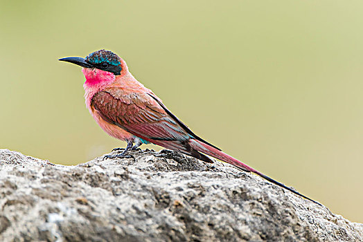 南方,深红色,食蜂鸟,坐,岩石上,萨维提,乔贝国家公园,乔贝,地区,博茨瓦纳,非洲