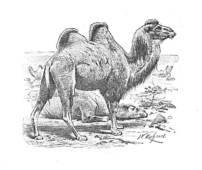 双峰骆驼,艺术家,海伦娜