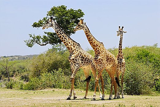三个,马萨伊,长颈鹿,马赛长颈鹿,马赛马拉,肯尼亚