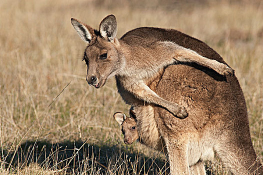 大灰袋鼠,灰袋鼠,女性,幼兽,育儿袋,玛丽亚,岛屿,国家公园,澳大利亚