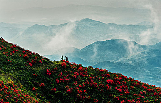 摄影人,旅行者,映山红,杜鹃,耶稣光,光影,太阳,美景,风光,春天,高山杜鹃,花朵,云层,路,路面,山脊