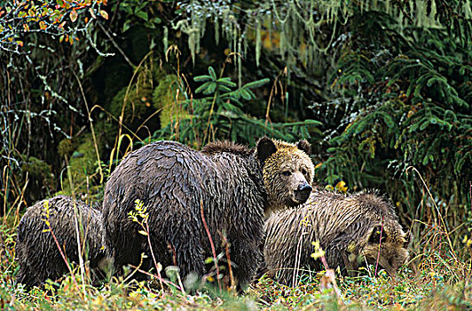 沿岸,大灰熊,棕熊,大熊雨林,不列颠哥伦比亚省,加拿大
