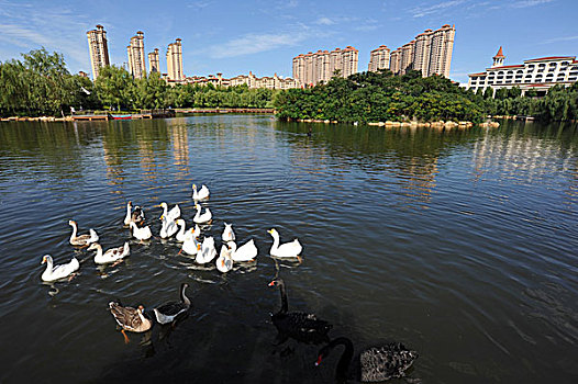 秦皇岛,秦皇半岛,天鹅湖,大楼,城市,建筑,风貌,海港区,住宅,绿地,森林,草坪,蓝天,白云