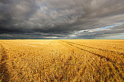 收获,小麦,地点,草原,曼尼托巴,加拿大