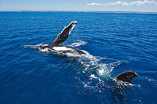 驼背鲸,赫维湾,昆士兰,澳大利亚,大洋洲