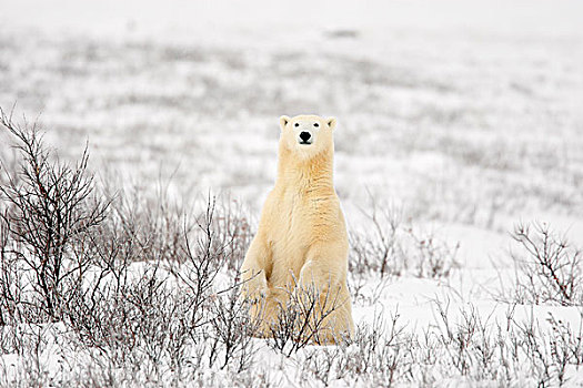 好奇,北极熊,加拿大,亚北极地区