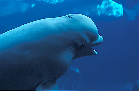 白鲸,成年,水下视角