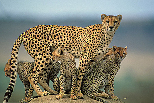 印度豹,母兽,小猫,石头
