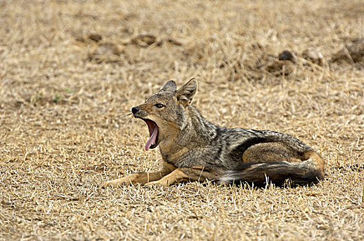 豺,成年,休息,哈欠,南卢安瓜国家公园,赞比亚,非洲