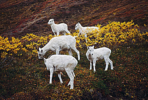 野大白羊,羊羔,秋天,苔原,德纳利国家公园和自然保护区,阿拉斯加,美国