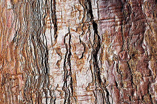 树皮,老,红杉,巴登符腾堡,德国,欧洲