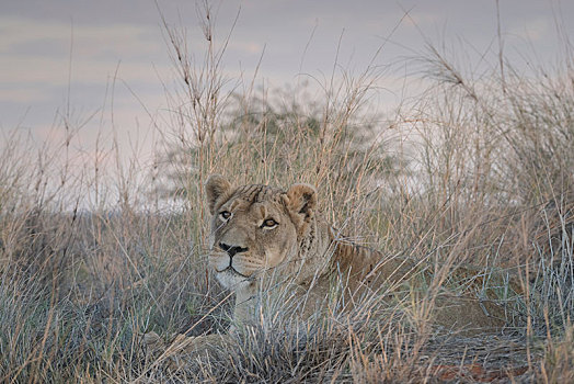 雌狮,狮子,卧,草,向外看,区域,纳米比亚,非洲