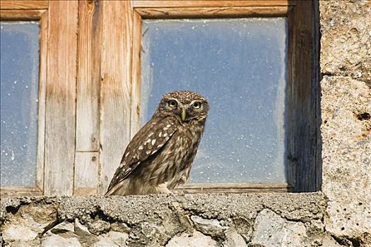 小鸮,小鴞,窗台,希腊