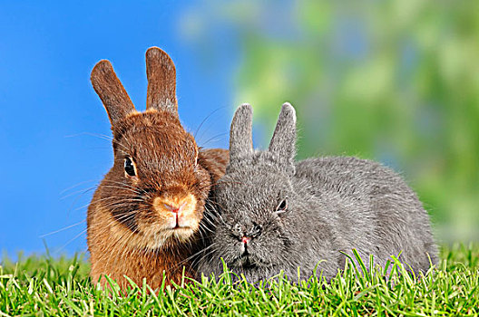 褐色,矮小,兔子,兔豚鼠属