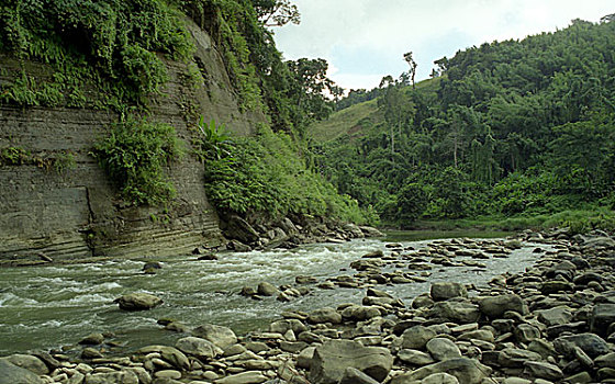 河,树林,陆地,孟加拉,2005年