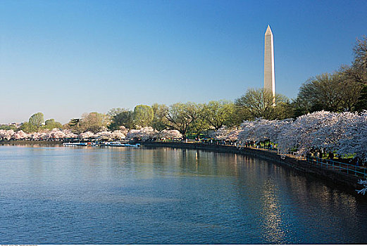 潮汐,华盛顿纪念碑,华盛顿,美国