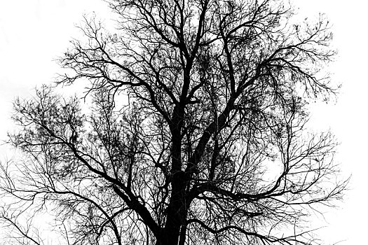 剪影,秃树,黑白