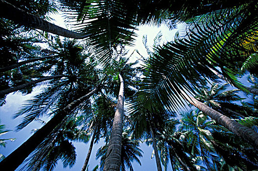 热带,马尔代夫,环礁,仰视,岛屿,棕榈树