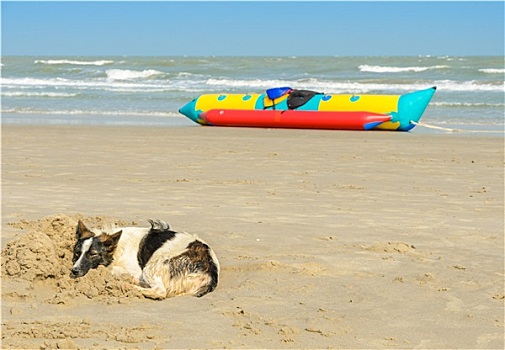 狗,睡觉,海滩,沙子