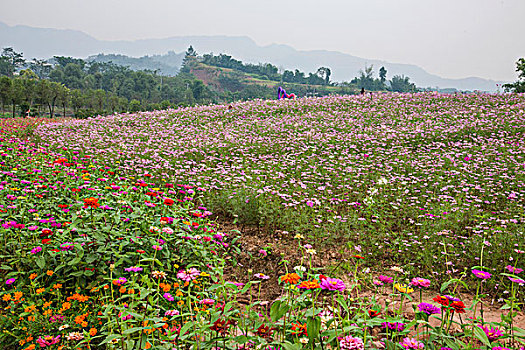 重庆巴南花木世界园林满山盛开的格桑花