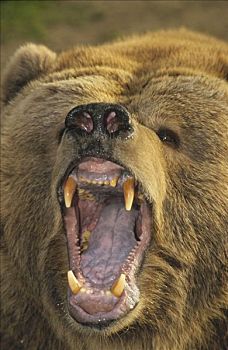 科迪亚克熊,棕熊,嘴,目瞪口呆,科迪亚克岛,阿拉斯加