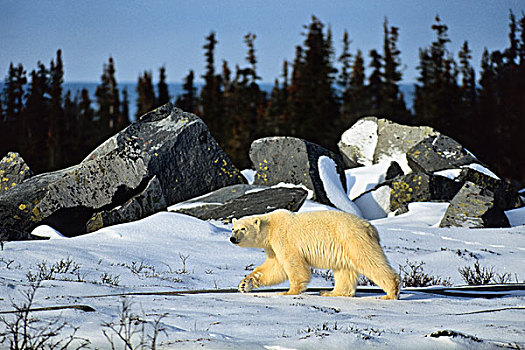 北极熊,走,雪中,丘吉尔市,加拿大
