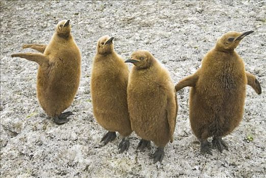 帝企鹅,幼禽,站立,伸展,鳍足,雪中,南乔治亚