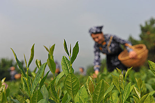 茶叶加工